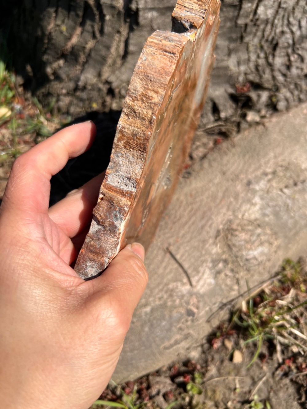 Petrified (10) wood slab with stand | crystal - Picture 7 of 17